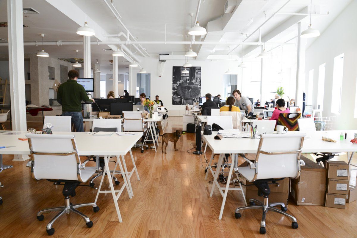 The Beautifully Designed Offices of BarkBox in New York City