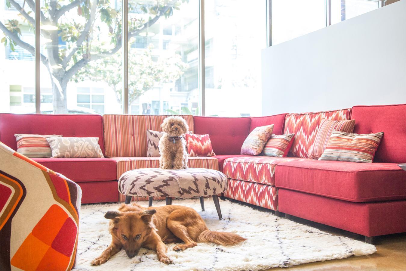 Most of the furniture is custom made… dog-vacay-santa-monica-11