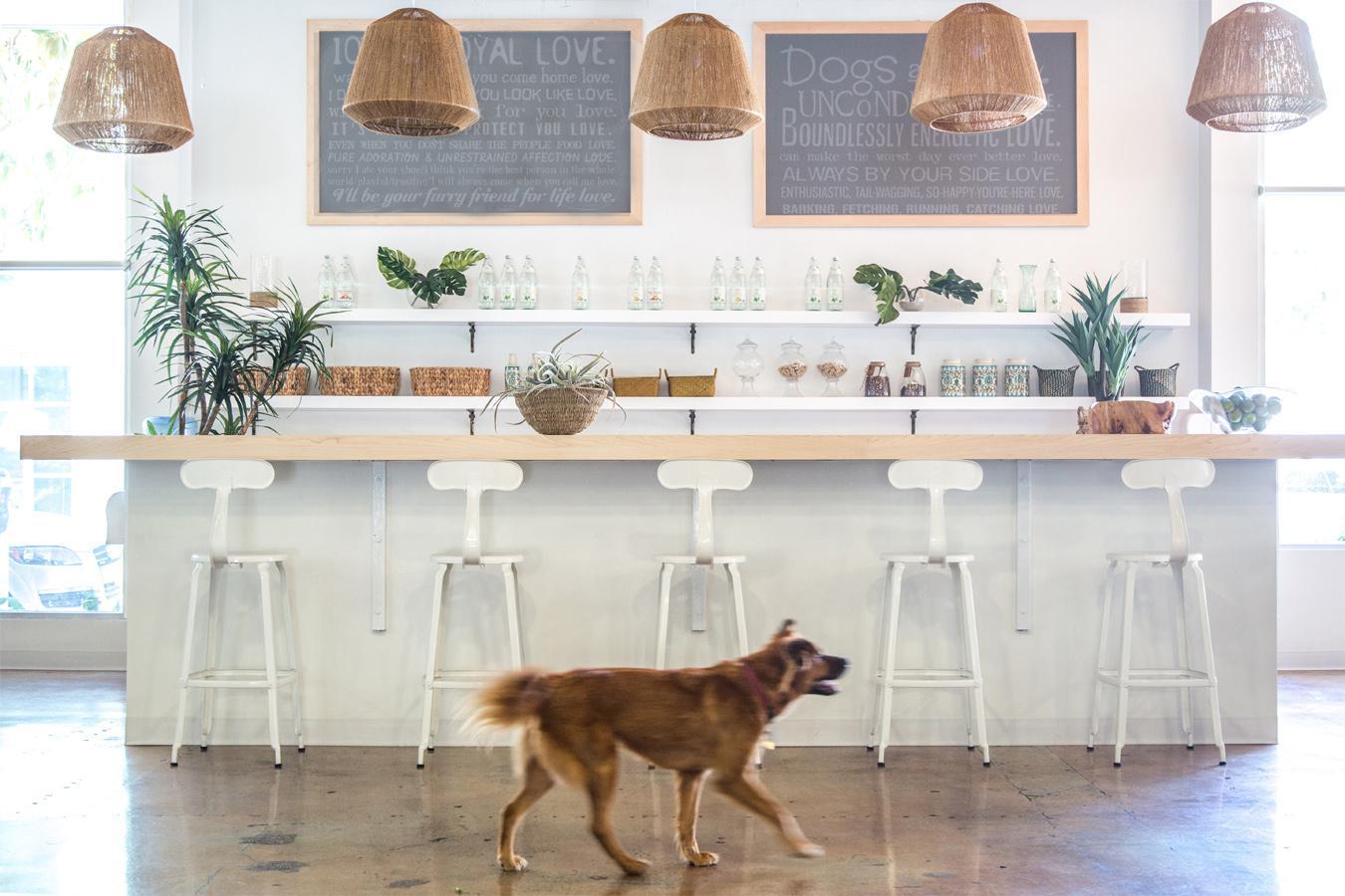 DogVacay’s Santa Monica Offices