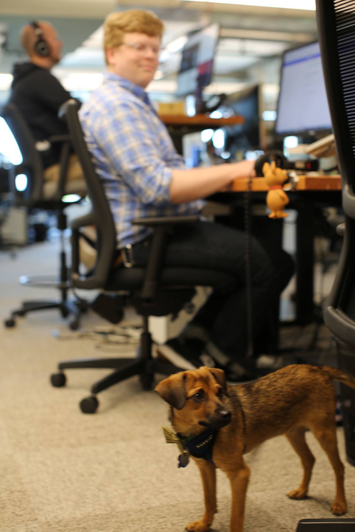 The office is dog friendly One of many office dogs