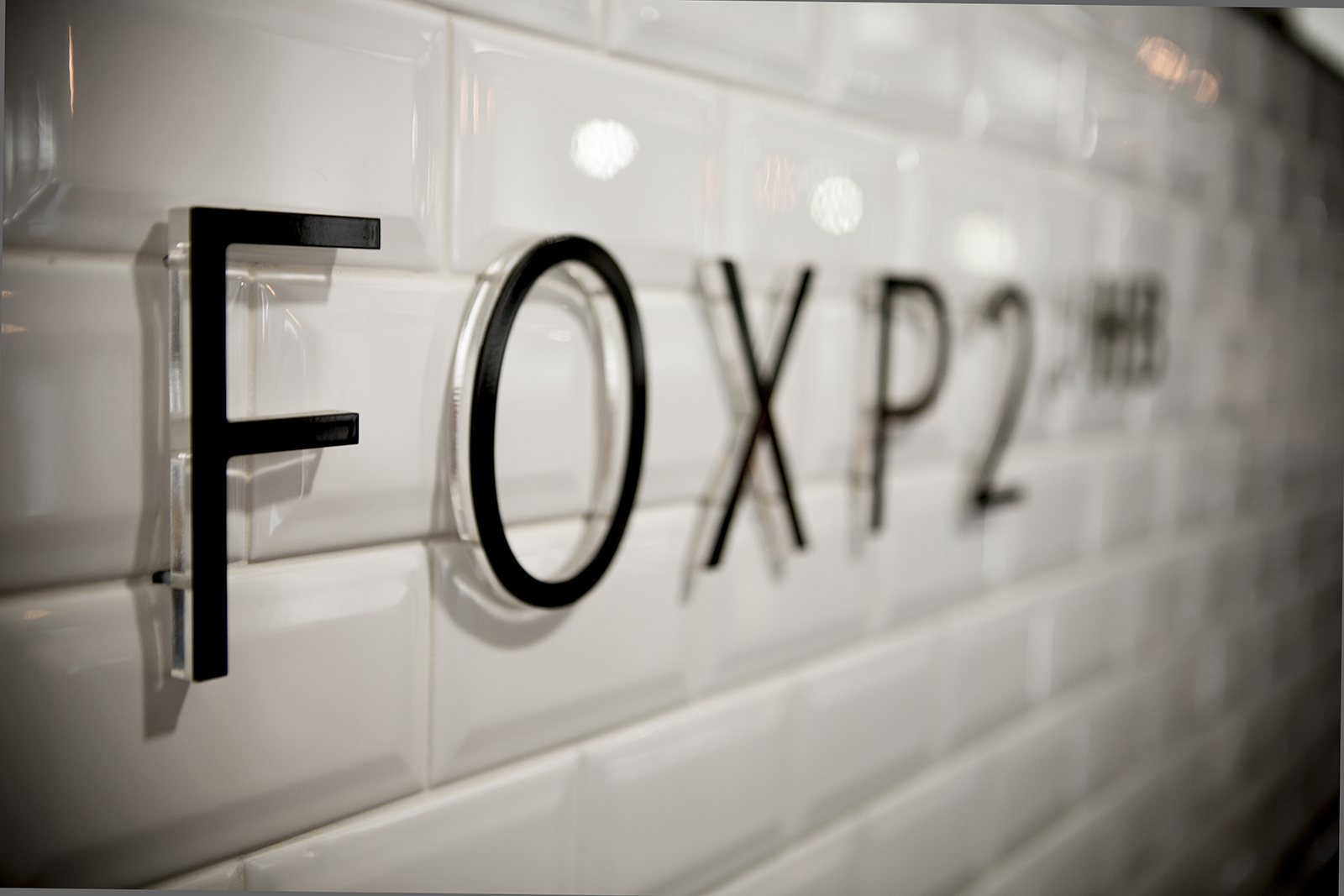 Branding fox-p2-2